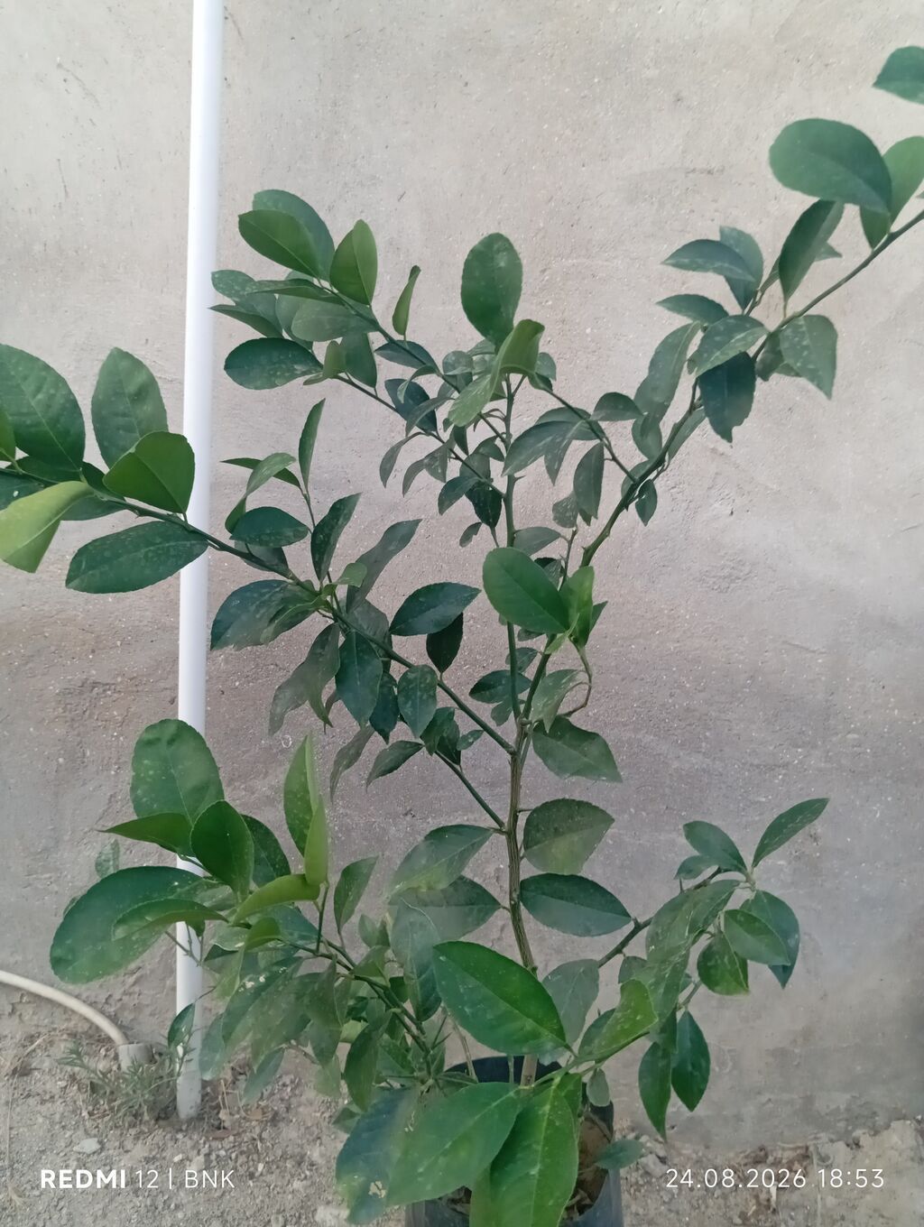 Meyvə verən saksı limon ağacı - Növ: Sitrus – limon - Saksıda — Bitkilər, Digah (2)