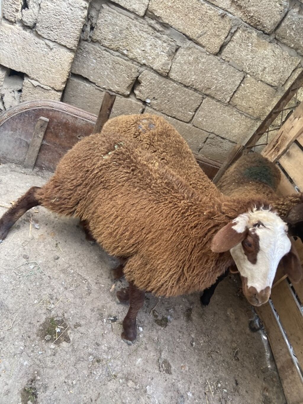Qoyun və quzu dəsti. “”Erkək qala quzular”” - Şəkillərdəki kimi 3 baş — Kənd təsərrüfatı heyvanları, Digah