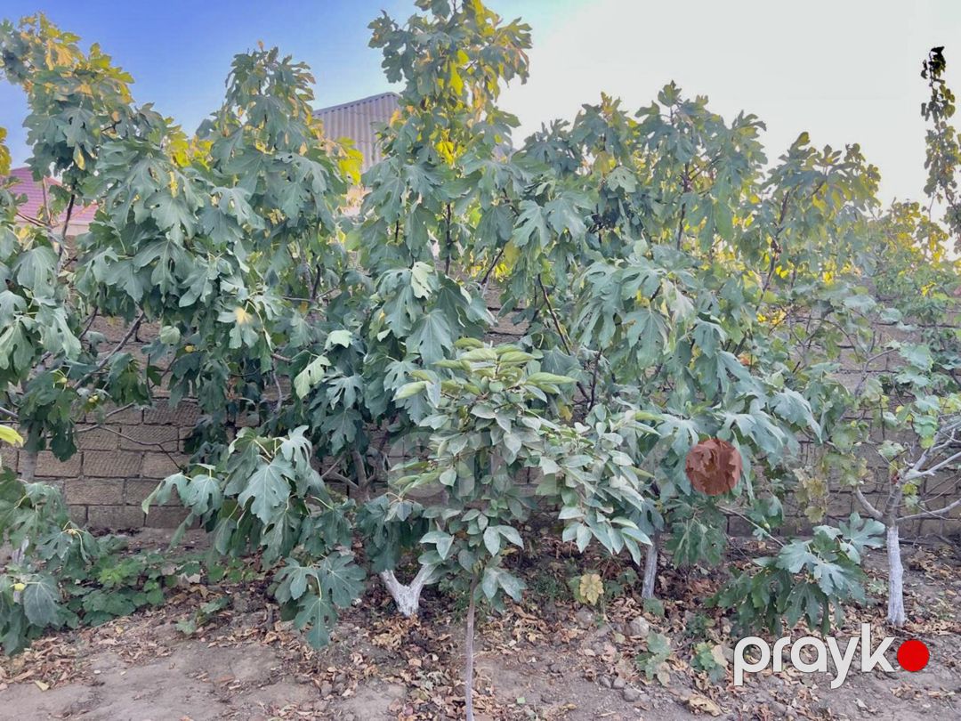 Satılır 5 otaqlı həyət evi/bağ evi 200 m² — Ev, villa, Bakı (5)