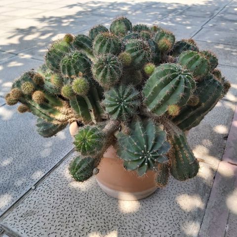 Çoxgövdəli saksı kaktusu – Echinopsis (ağ çiçəkli növlərdən) - Bitki