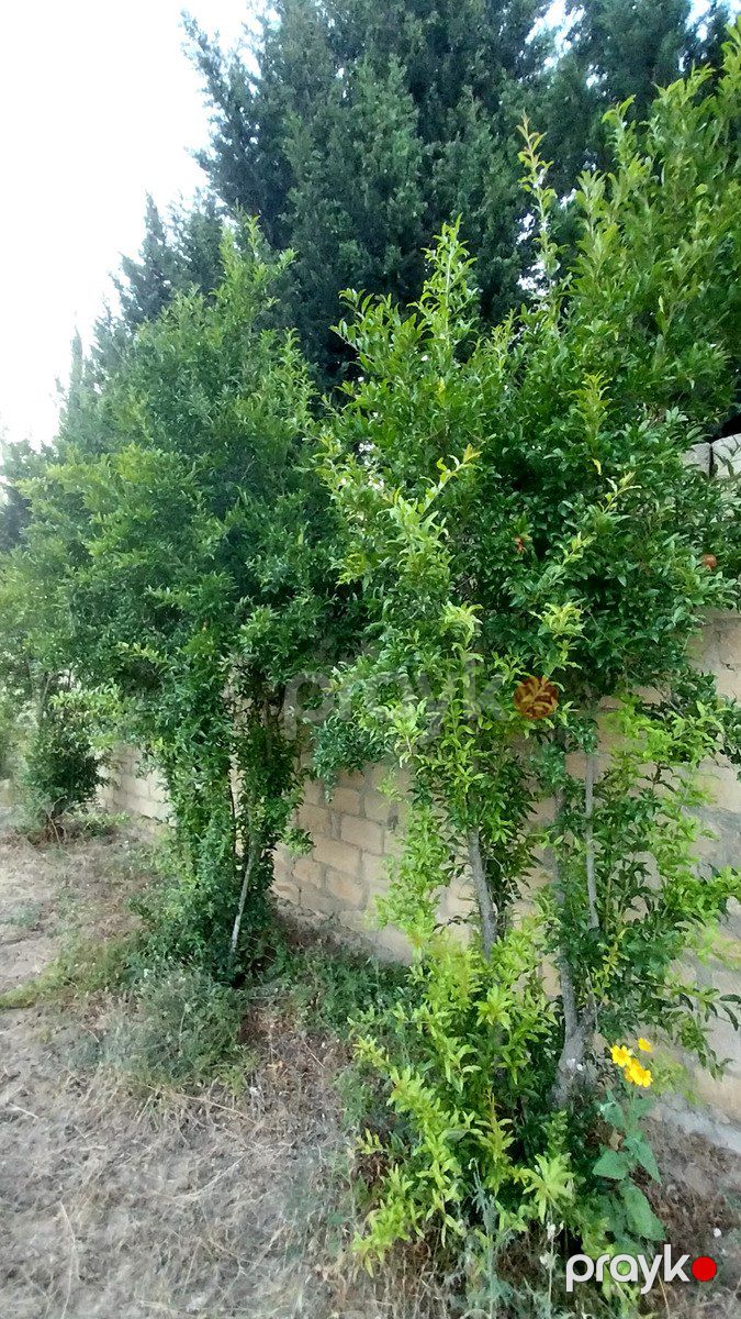Satılır torpaq 24 sot — Torpaq, Bakı (2)