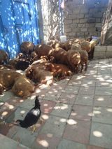 Qoyun sürüsü – yerli cins, qəhvəyi yunlu 39 quzudu biri 215 lə kom — Resad Elitev