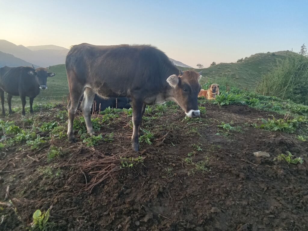 Satışda – dağ otlağında bəslənən cavan dana/buzaqlar Əlaqe yalnız — Heyvanlar, Ucar