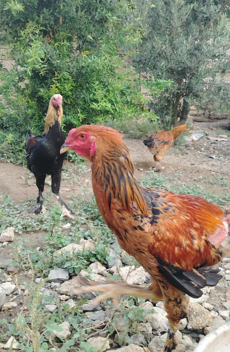 Cücələr — Quşlar, Bakı (7)