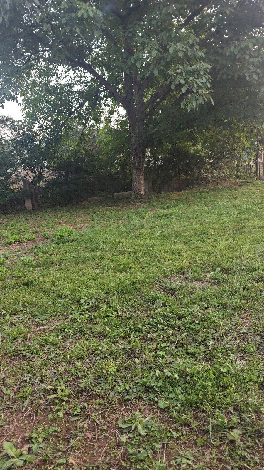 Satılır 4 otaqlı həyət evi/bağ evi 80 m² — Ev, villa, Qusar (11)