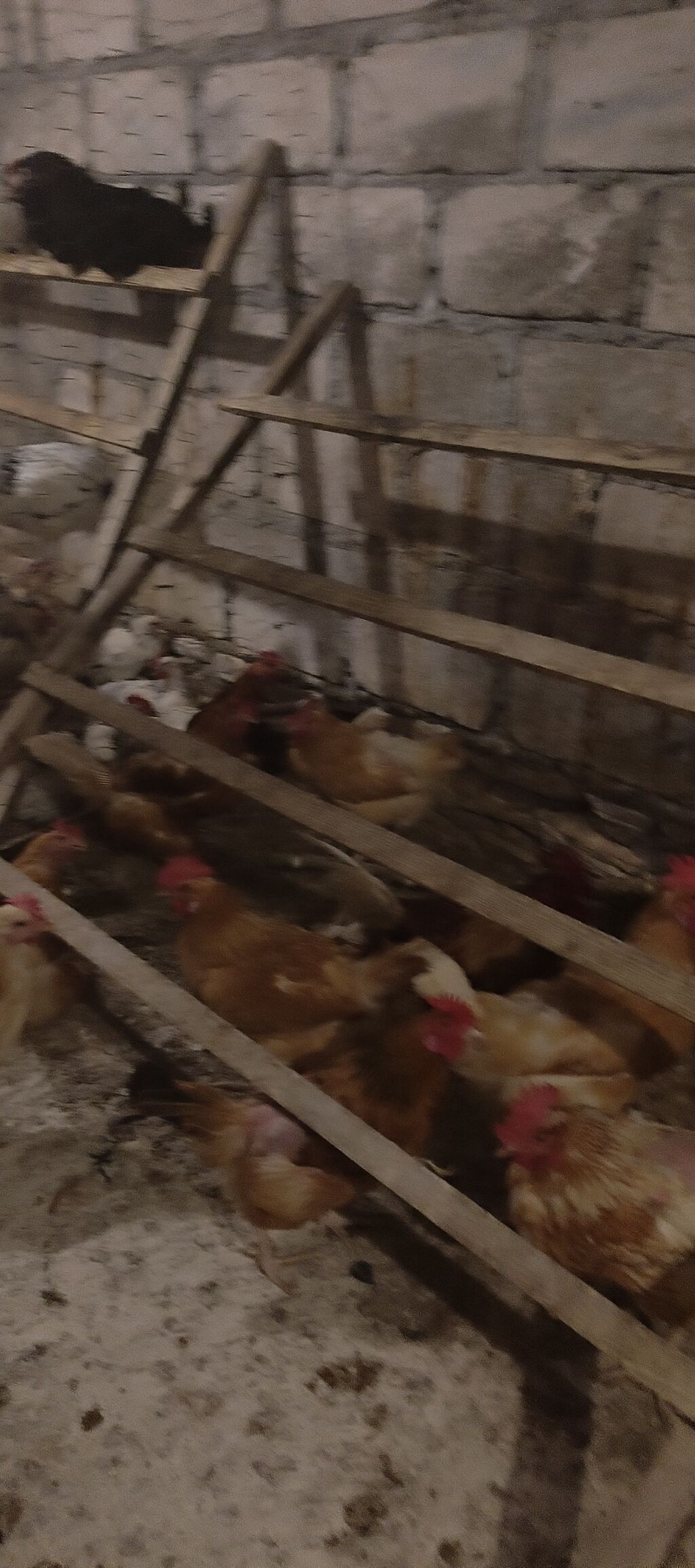Orjinal ətlik və ildə 300+ yumurta verən lohmanbrovn alman toyuq cinsi — Heyvanlar, Gəncə (5)