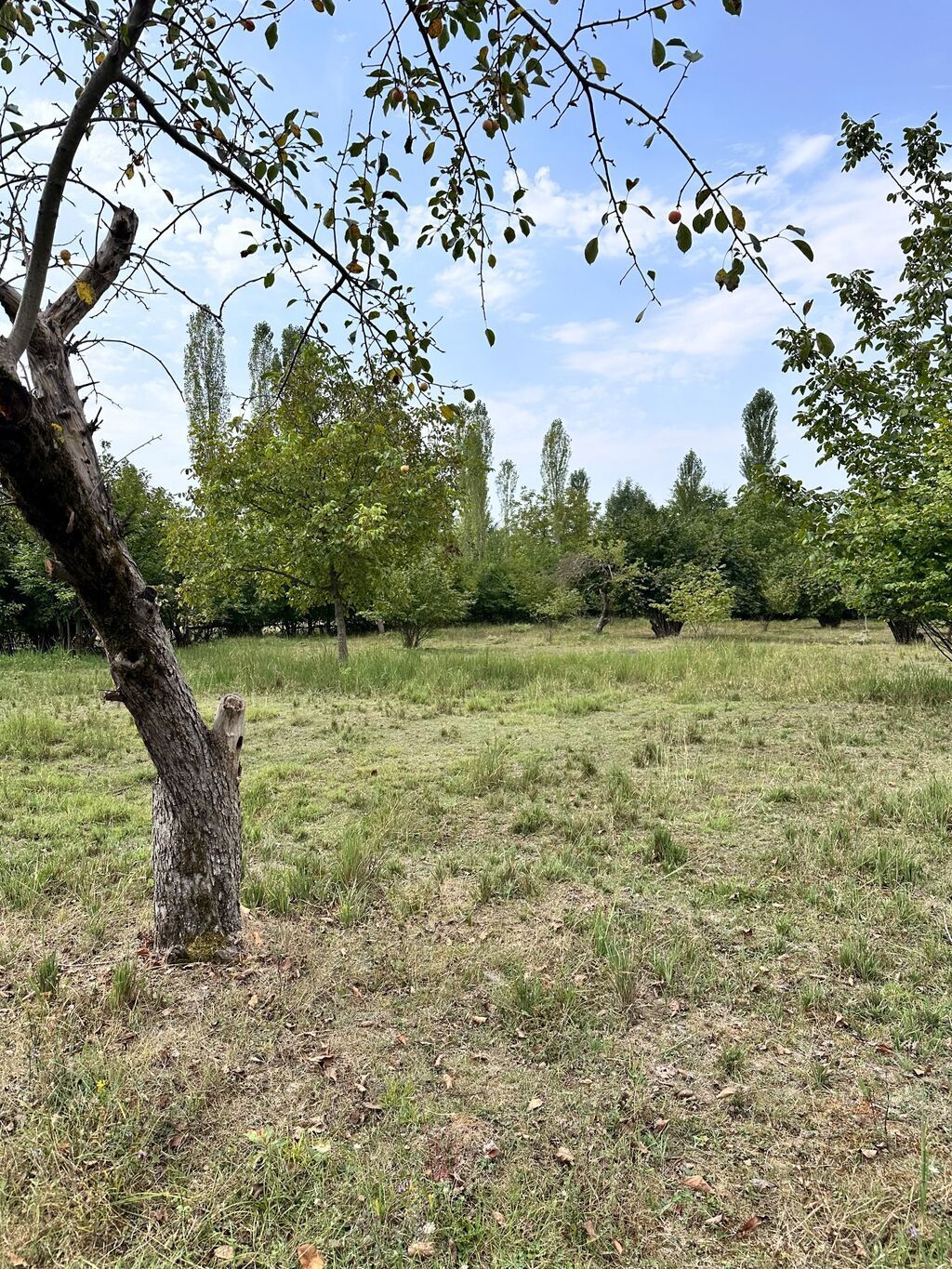 60sot torpaq satilir Asvaltdan mesafə 400metr Dag menzereli Kommunal — Qida məhsulları, Qəbələ (6)