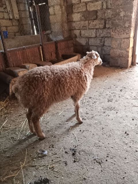 Mazazirda suber kok dur kesmeli dir Təsvir: - Cins: yerli ət-yun