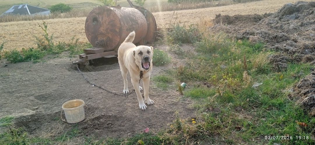Çoban iti — Heyvanlar, Qazax (10)